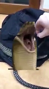 Horror Video Clips _ Sudden Horror Clips _ Sudden Scary Videos _ Scary Video Clips _WhatsApp Status(360P)