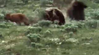 Bisontes E Ursos Em Confrontos E Caçada // Avestruz Frente A Predadores Assassinos