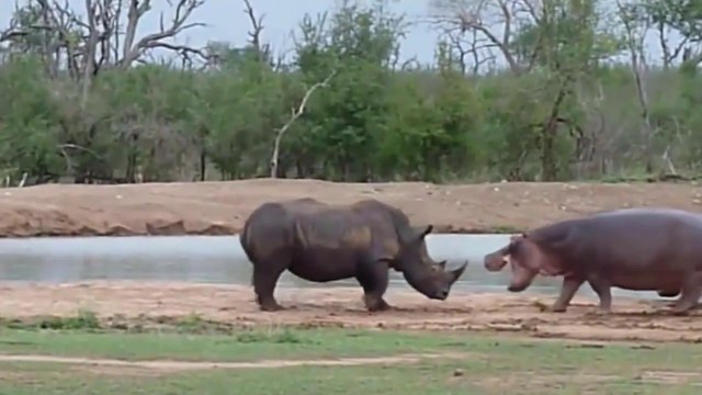 Cobras Gigantes Atacam Macacos // Rinocerontes Vs Hipopótamos Em Confrontos, Ameaças Ou Quê