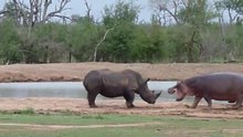 Cobras Gigantes Atacam Macacos // Rinocerontes Vs Hipopótamos Em Confrontos, Ameaças Ou Quê