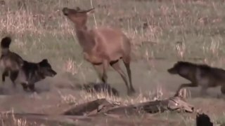 Lobos Tentam Caçar Caribu // Leopardo Apanha Porco-Espinho // Ratel, O Senhor Das Serpentes