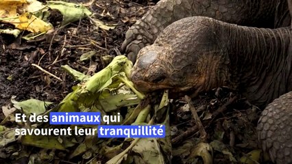 Les Galapagos à l'abri du Covid, mais tourisme et science à l'arrêt