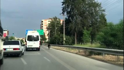 Sahibinin elinden kaçan buzağı trafikte tehlike oluşturdu