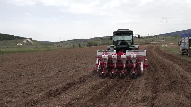 Atıl durumdaki 350 dekar tarım arazisine ayçiçeği ekildi