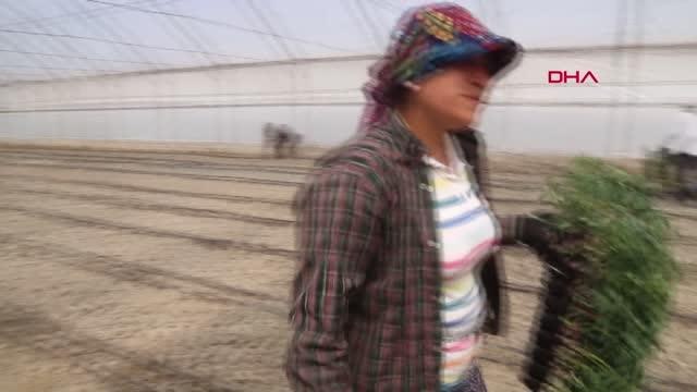 DENİZLİ ÇAMELİ'DE 3 MİLYON DOMATES FİDESİ, BELEDİYE PROJESİYLE SERADA TOPRAKLA BULUŞACAK