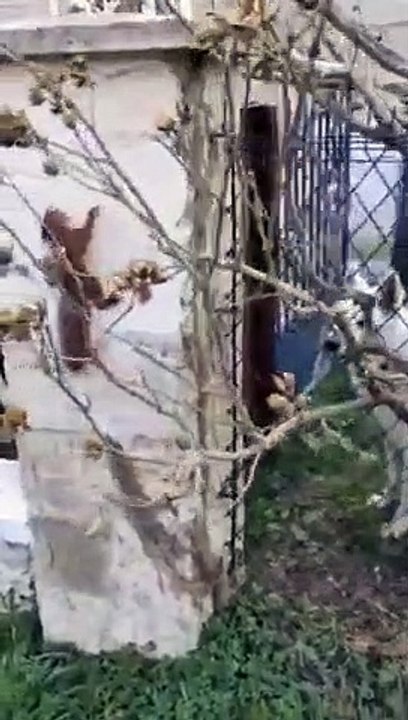 Un chien et un écureuil jouent à cache-cache