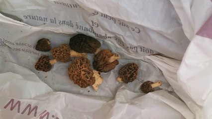 les morilles 2021 - lulu du jura