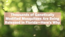 Thousands of Genetically Modified Mosquitoes Are Being Released in Florida—Here's Why