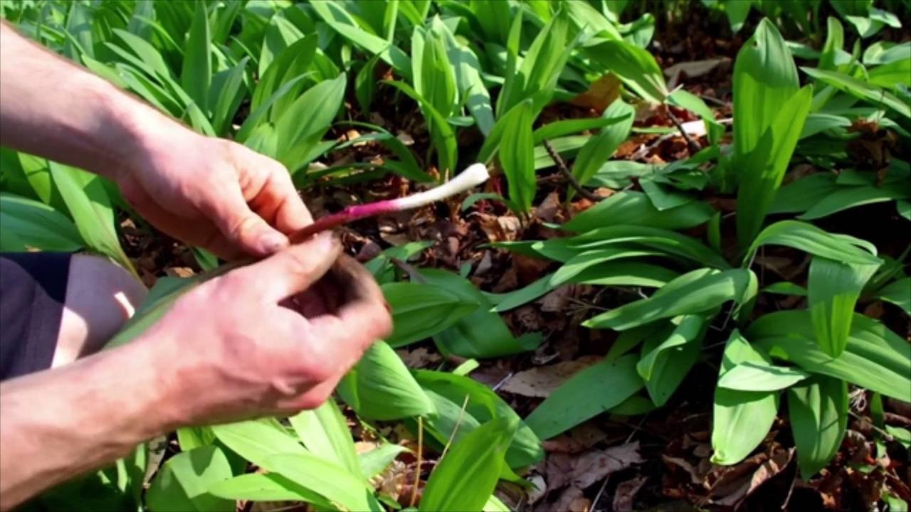 What Are Ramps? All About Foraging and Cooking With Ramps
