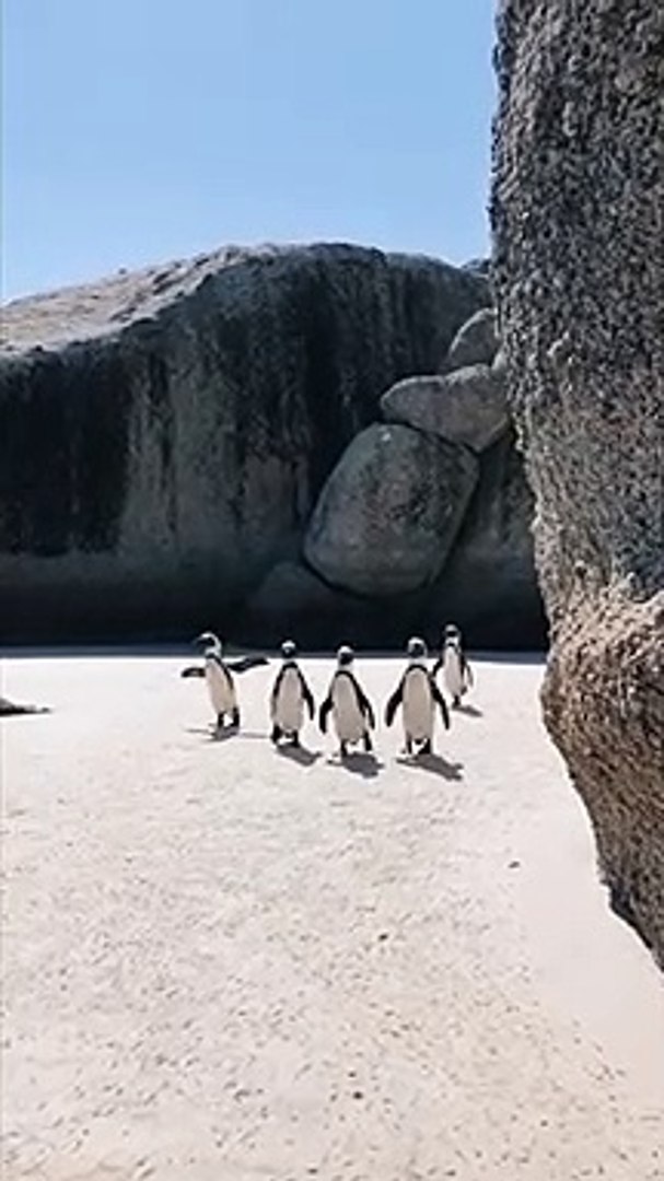 ⁣Amazing Video Of Penguins Walking 8k
