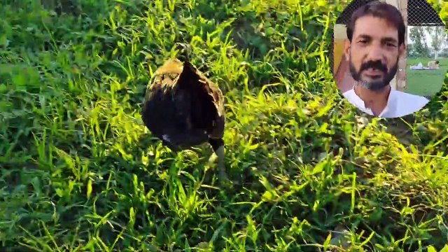 Open range golden mesri hen farm__Desi murgi farming__Desi hen farming __Desi hen shed design