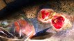 Sea Lamprey- The Vampire Fish | सबसे क्रूर मछली |