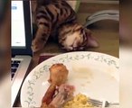 Tavuğu kapmak için uyuma numarası yapan kedi