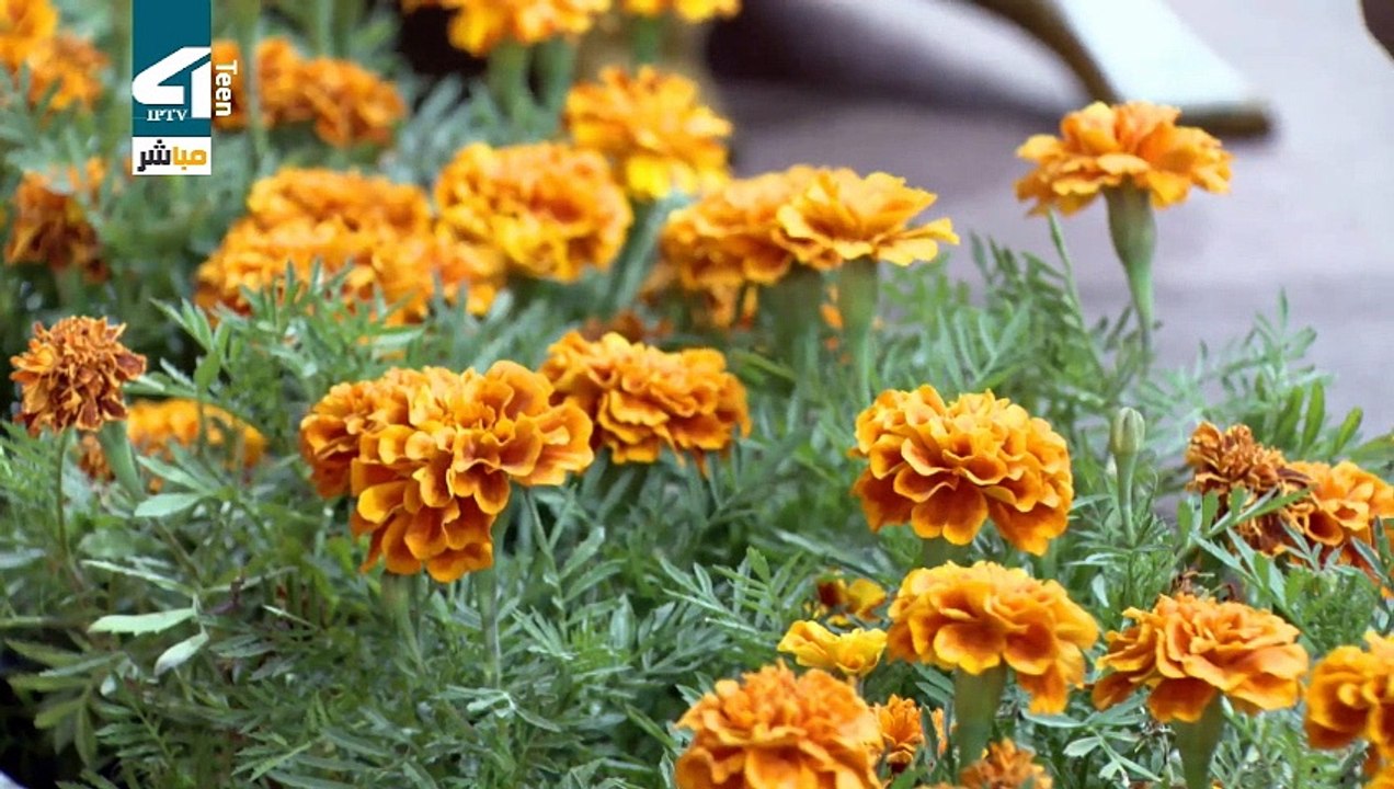 ch4teen live HD2 (383)