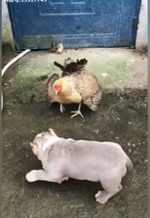 Chicken VS Dog Fight  -  Funny Dog Fight Videos