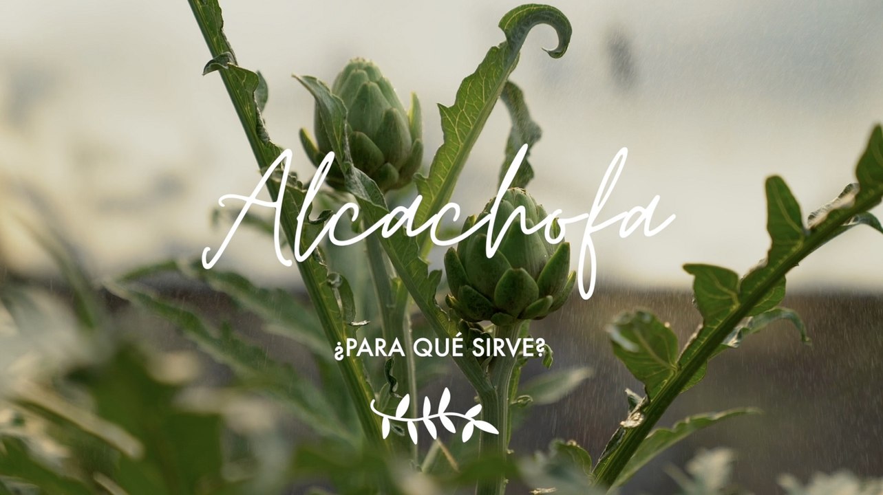 ALCACHOFA ¿para qué sirve - Propiedades medicinales