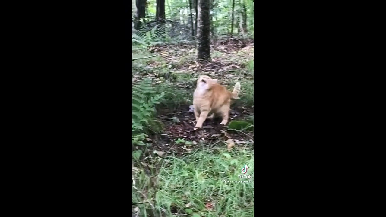 Best Cat Memes Compilation Of 2020 - 2021 Part 52 (Funny Cats)