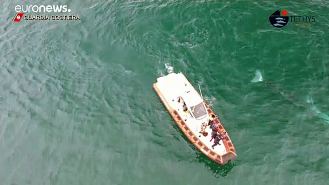 Neues von Grauwal Wally in italienischen Gewässern