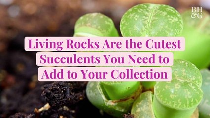 Living Rocks Are the Cutest Succulents You Need to Add to Your Collection