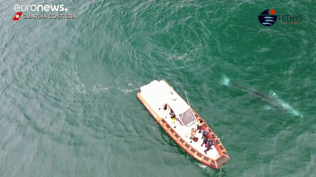 Путешествие серого кита в Средиземноморье