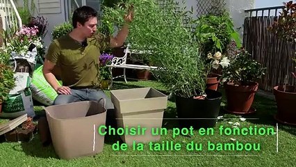 How Do I Care For My Indoor Bamboo Plant