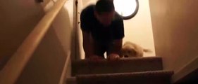 Merdiven fobisi olan yavru köpeğe böyle ders verdi