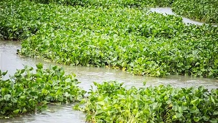 "ছেলেবেলা"।।আব্দুল মূঈদ।।"এক চিলতে কবিতা পর্বঃ৬ ।।THE DOT DOTS।।স্মৃতিচারণমূলক কবিতা