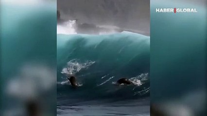 Dev dalgaların tadını çıkaran deniz aslanları kamerada