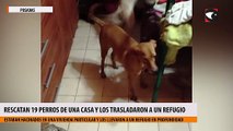Rescatan 19 perros de una casa y los trasladaron a un refugio