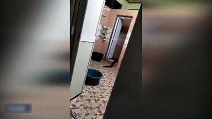 Tuvaletten çıkan yaratık şoke etti!