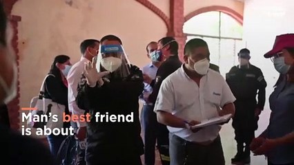 These dogs can tell if you have COVID-19 by smelling your sweat