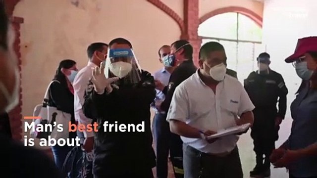 These dogs can tell if you have COVID-19 by smelling your sweat