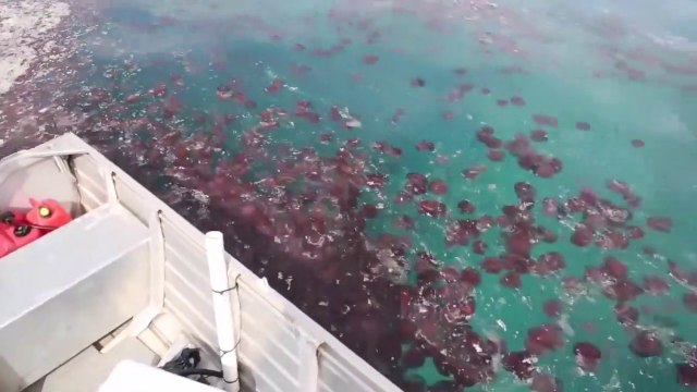 Des milliers de méduses recouvrent la surface de la mer