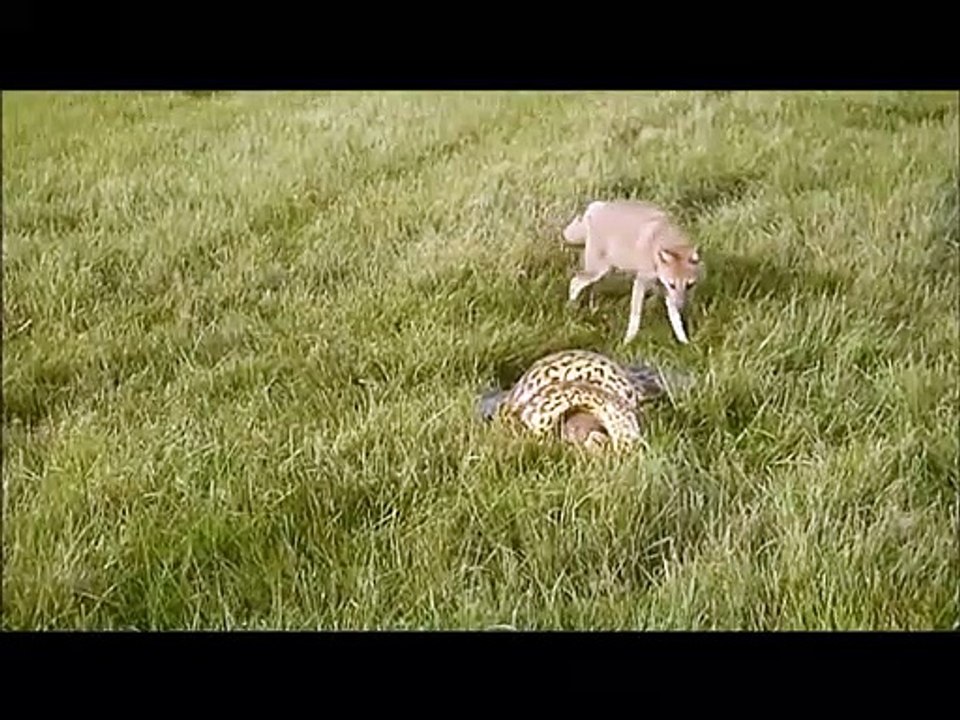Un renard vient sauver son ami attrapé par un python