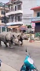 Quand des rhinocéros traversent les rues d'une ville au Népal