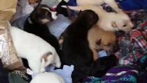 Bunch of cute puppies compilation cute puppy  funny dogs