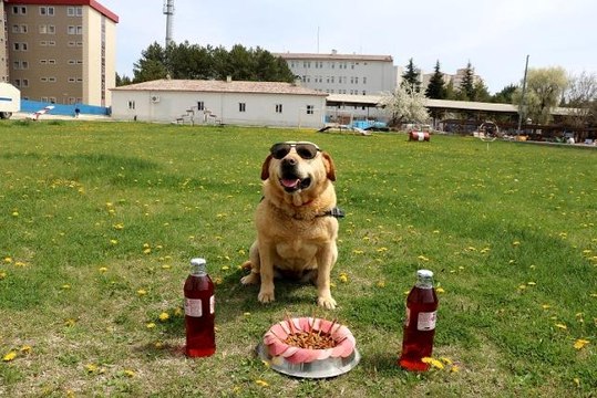 Jandarmanın gözbebeği 'Hisar' emekli oldu