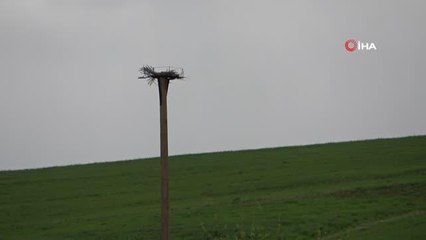 Leyleklere telefon direklerinden yuva