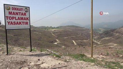 Yanan ormandan "kuzugöbeği" fışkırdı