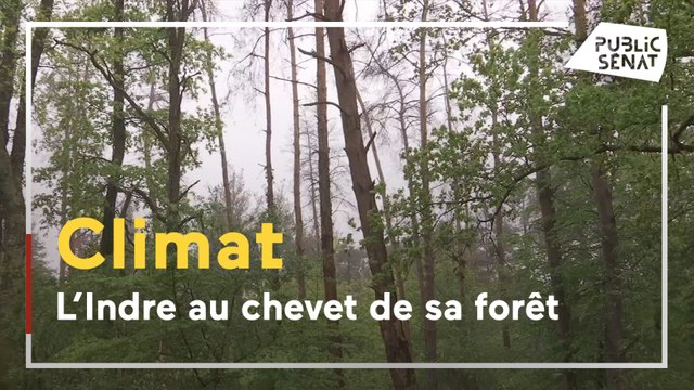 Indre : les forêts victimes du réchauffement climatique