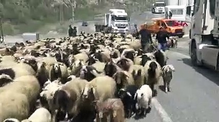 Hakkari'de yayla göçü