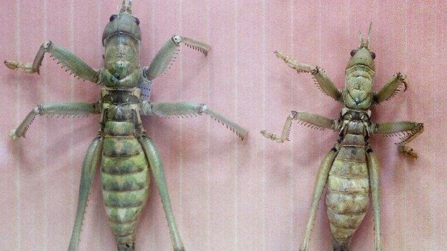 İstilacı çöl çekirgesi uyarısı