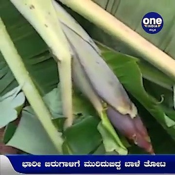 ಭಾರೀ ಬಿರುಗಾಳಿ ಮಳೆಗೆ ಮುರಿದು ಬಿದ್ದ ಬಾಳೆ ತೋಟ...ಪರಿಹಾರ ನೀಡುವಂತೆ ಸರ್ಕಾರಕ್ಕೆ ಮನವಿ | Oneindia Kannada