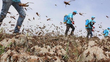 Ülkeleri birer birer etkisi altına aldı! İstilacı çöl çekirgeleri sınırımıza kadar geldi