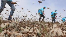 Ülkeleri birer birer etkisi altına aldı! İstilacı çöl çekirgeleri sınırımıza kadar geldi