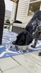 Dog's Strange Way of Drinking Makes a Splash