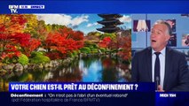 Votre chien est-il prêt au déconfinement ? - 30/04