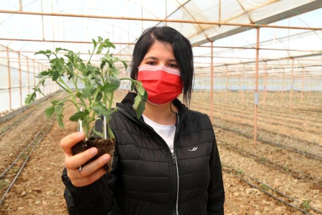 3 milyon domates fidesi toprakla buluşuyor