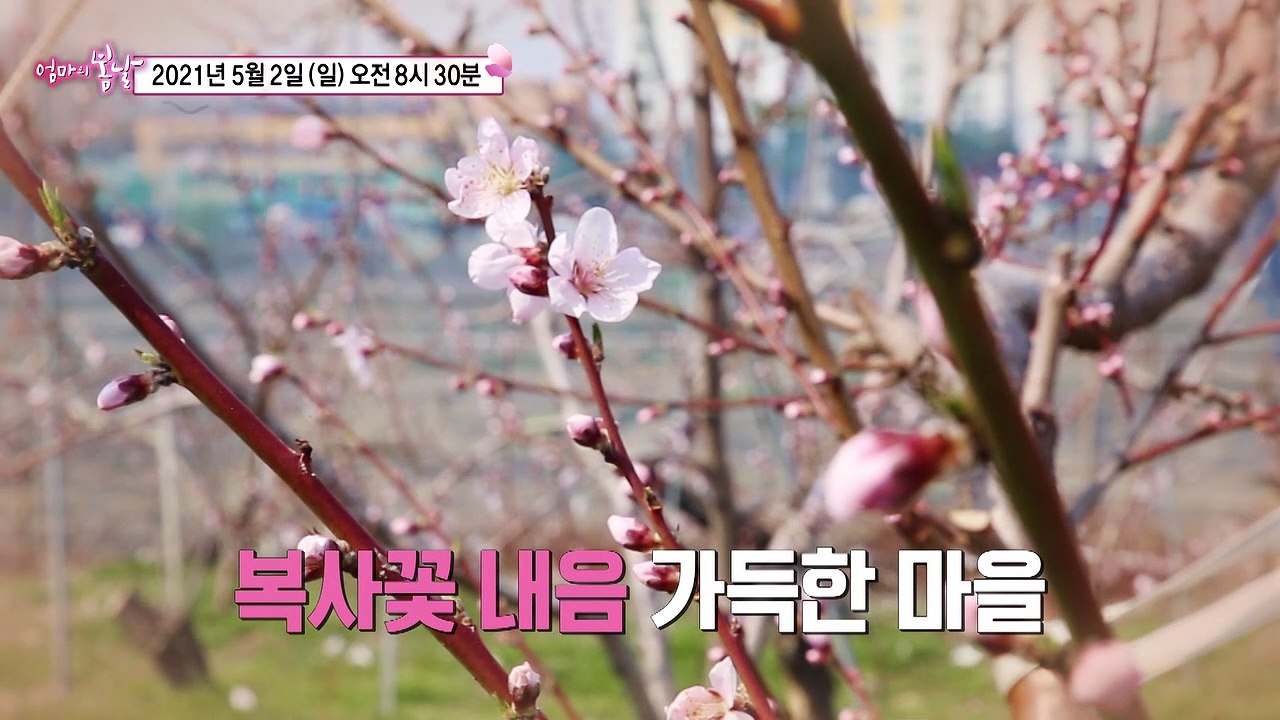 복숭아 부부네 미운 우리 새끼_엄마의 봄날 294회 예고 TV CHOSUN 21050...