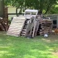 دجاجة تطارد كلب في أحد الحدائق: فيديو طريف حقق ملايين المشاهدات